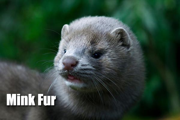 mink fur